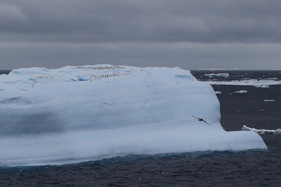 مستويات خطيرة لذوبان الجليد في غرينلاند يهدد برفع مستويات البحار
