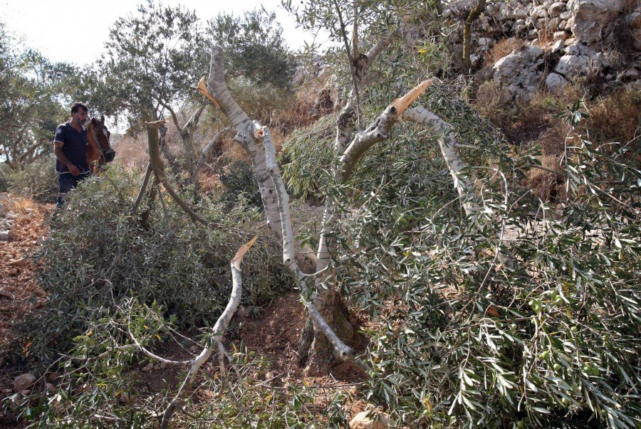 الاحتلال يقتلع عشرات أشجار الزيتون ويداهم منازل الفلسطينيين في الضفة الفلسطينيّة المحتلة 