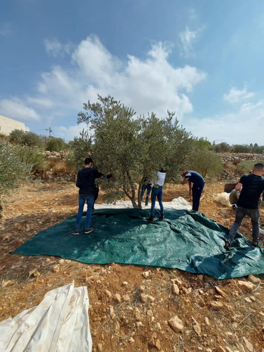 عمل تطوعي للشبيبة الشيوعية فرع الناصرة