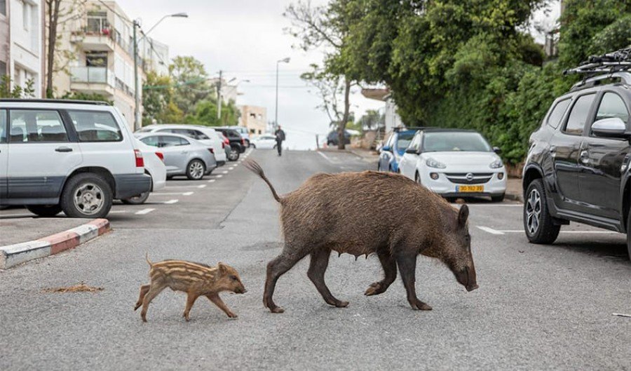 حيفا: أكثر من 500 خنزير بري يتجوّل في المدينة!